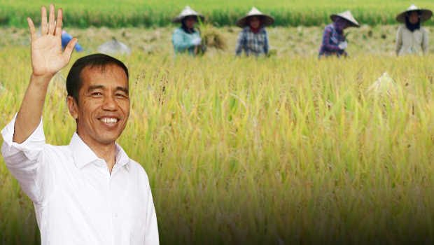 Ilustrasi Presiden Joko Widodo panen padi. (Foto: Berita satu)