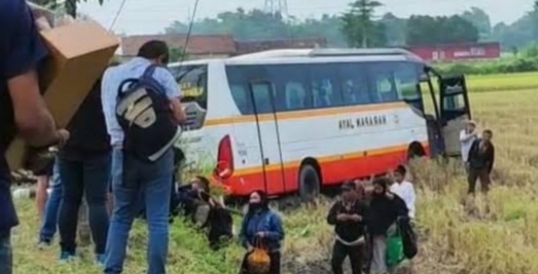 Mobil Harapan Jaya Nyungsep Ke sawah ( kompas)