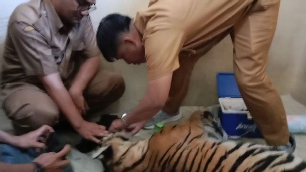 Tim medis sedang memeriksa luka pada bagian badan luar harimau Sumatera.